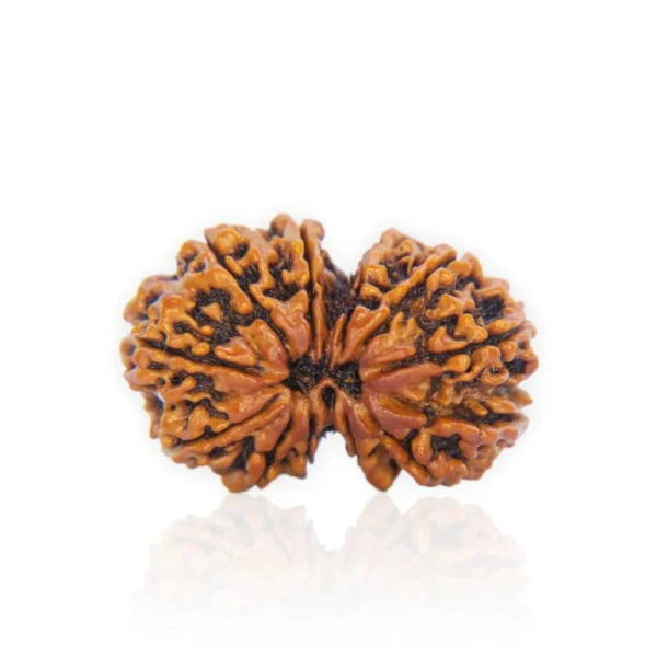 Gauri Shankar Rudraksha - Image 2