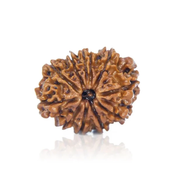 10 Mukhi Rudraksha - Image 3
