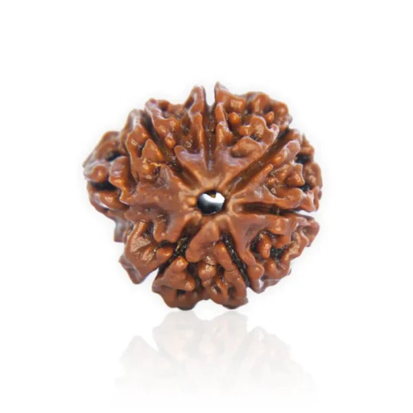 Ganesha Rudraksha - Image 2