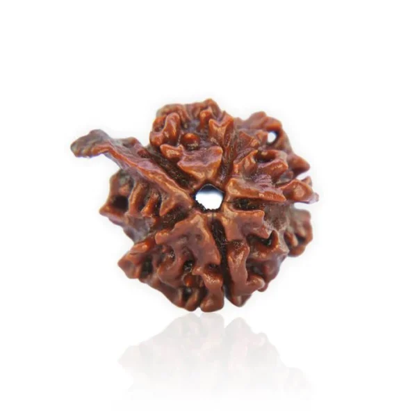 Ganesha Rudraksha - Image 3