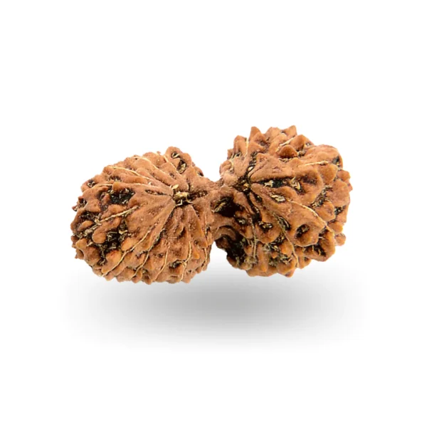 Gauri Shankar Rudraksha