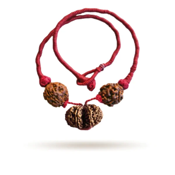 Prem Vriddhi Mala/Bracelet - 6 Mukhi, 7 Mukhi and Gauri Shankar Rudraksha ( AB )