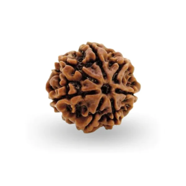 7 Mukhi Rudraksha