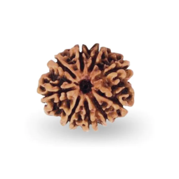 9 Mukhi Rudraksha - Image 3