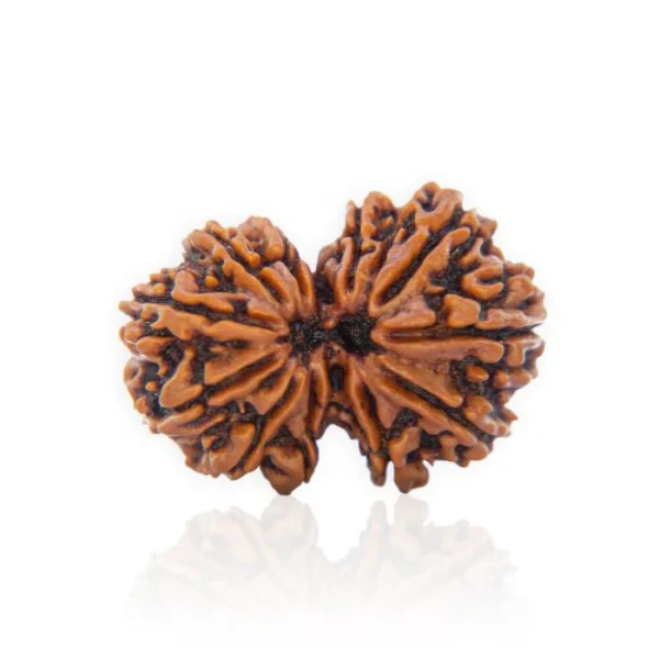 Gauri Shankar Rudraksha - Image 3