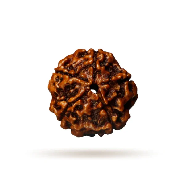 5 Mukhi Rudraksha