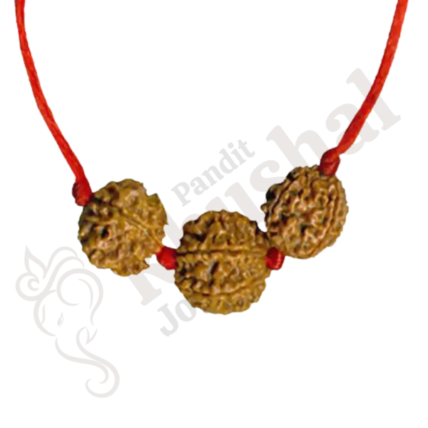 Swasth Vriddhi Mala/Bracelet - 7 Mukhi and 2 Mukhi Rudraksha