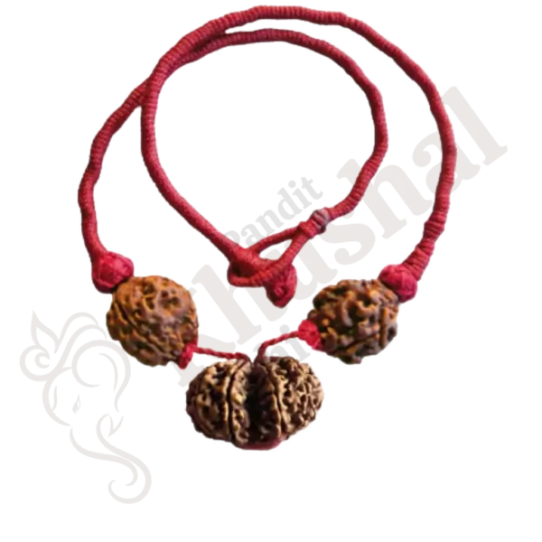 Prem Vriddhi Mala/Bracelet - 6 Mukhi, 7 Mukhi and Gauri Shankar Rudraksha ( AB )