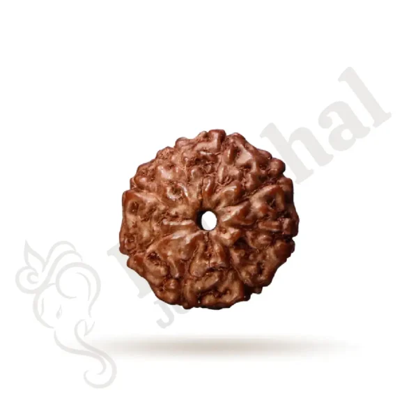 8 Mukhi Rudraksha